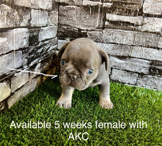 French Bulldog – frenchie