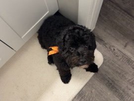 Cavapoo – Fully grown mini Cavapoo – Fremont