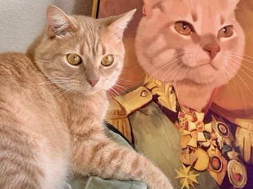 Poncho, 7 — orange tabby gentleman with the biggest eyes – Los Angeles