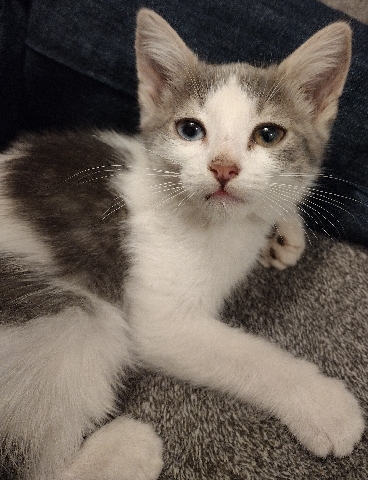 Kitten with Heterochromia