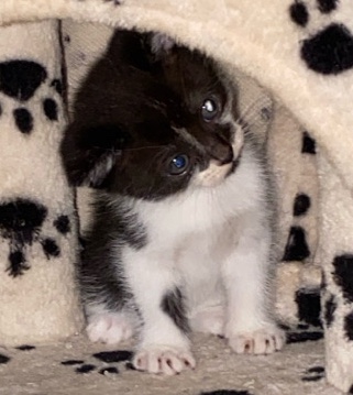 kittens