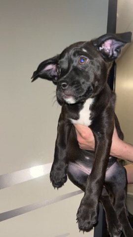 Boxer – puppies for rehome