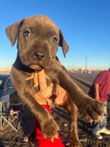 American Pit Bull Terrier – help find a home for Kobe