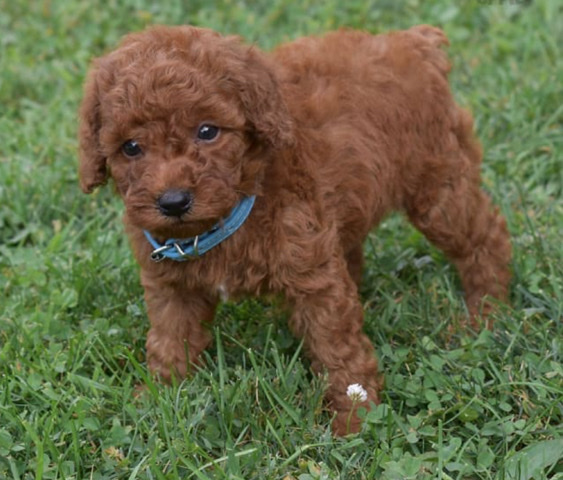 Poodle – puppy toy poodle