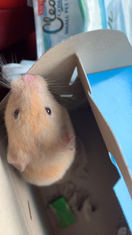 hamster for sell