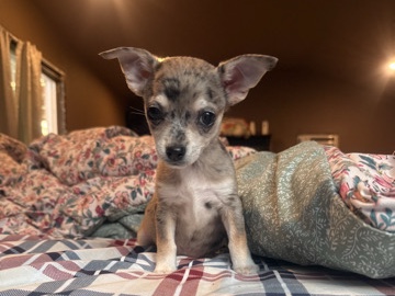 Chihuahua – Chihuahua puppies for sale – Cullowhee