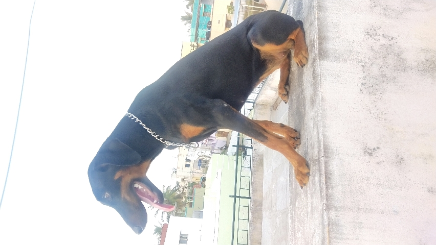 Doberman Pinscher – 10 Months old Dobermann *****