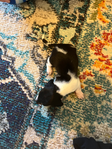 Dachshund – Full blood Dachshund puppy