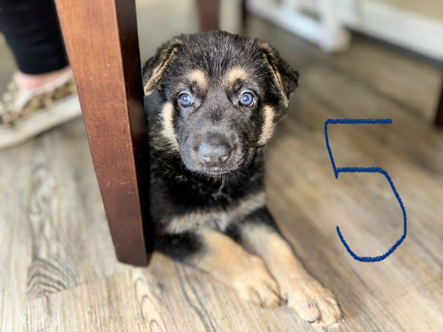 German Shepherd – German shepherd puppies