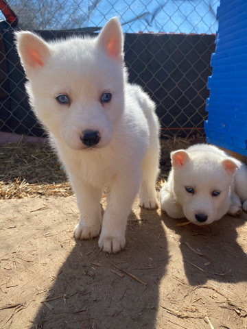 Siberian Husky – Registered Siberian huskie puppies for sale!