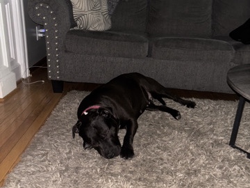 American Bulldog – Malibu – Pawtucket