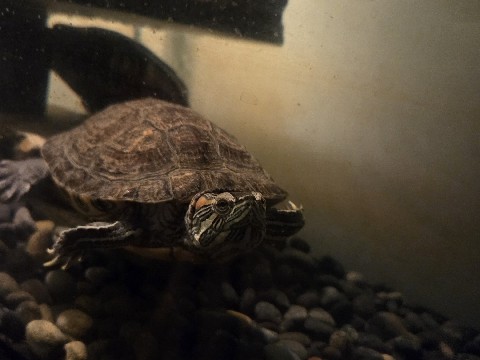 Turtle – 3 turtles – San Bernardino