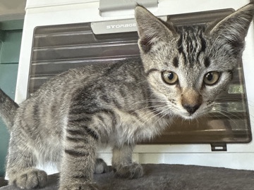 Free Sweet Kittens – Whittier