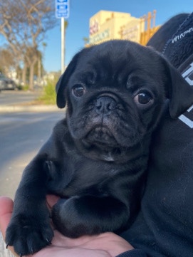 Pug – pugs for sell for 600 dollars