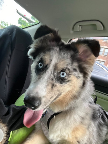 Australian Shepherd – Dog for sale