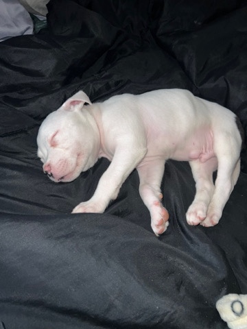 puppy pitbull