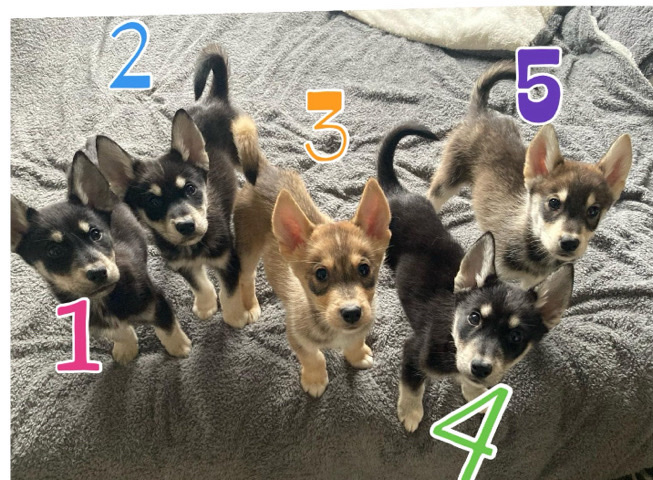 Labrador Husky – husky cross labs