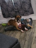 Boxer – Purebred boxer 2 yrs old