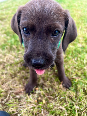 Labrador Retriever – Aurora, beautiful chocolate lab looking for a new home!