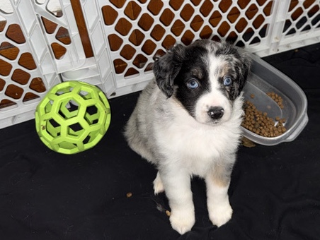 Miniature Australian Shepherd – Mini Aussies – Knoxville