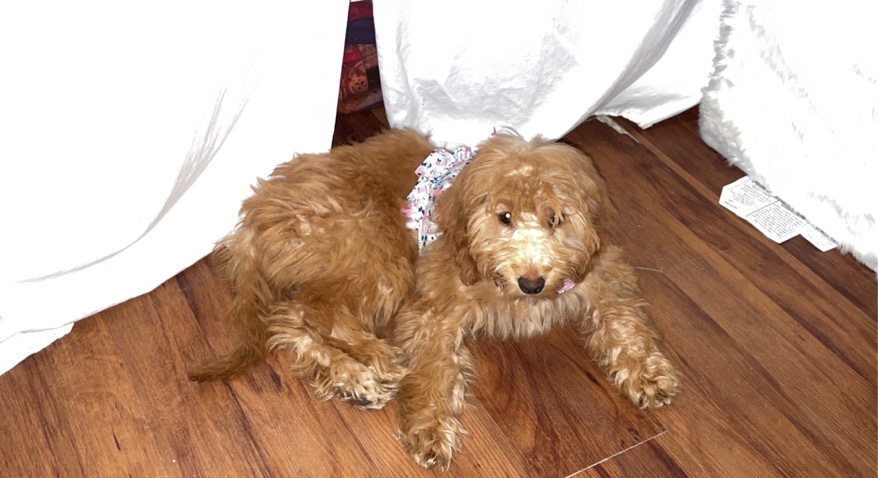 Mini Golden Doodle