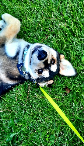 Labrador Husky – Sweet Labrador husky