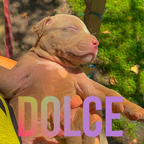 American Pit Bull Terrier – American Bully Dolce.