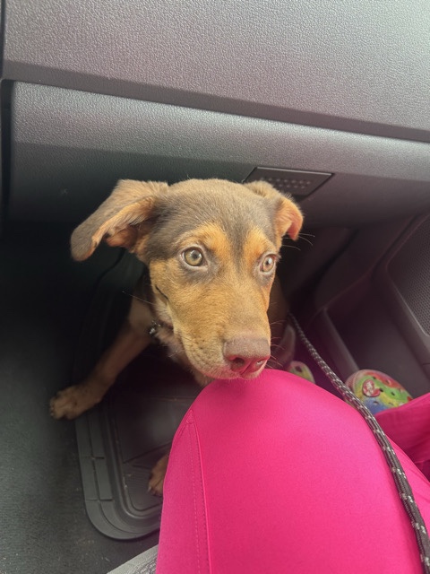 Labrador Retriever – Looking to rehome my puppy – Fort Worth