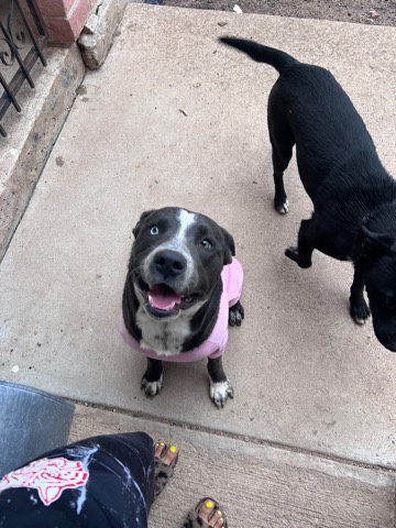 Australian Kelpie – Moving and need to Rehome