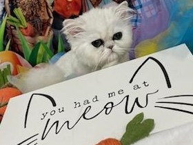 Persian (Traditional) – white persian kitten – Roselle