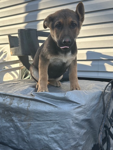 Old German Shepherd Dog – German Shepherd female