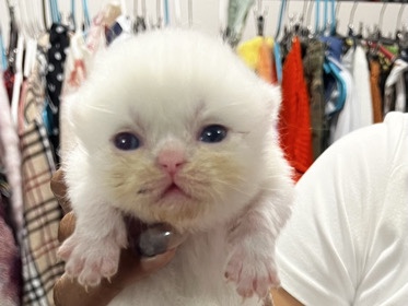 British Semi-longhair – British Semi Longhair Kitten 3 weeks – North Miami