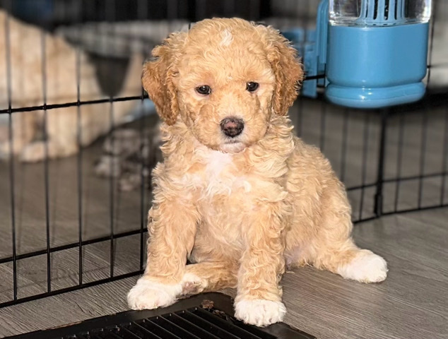 Poodle – mini goldendoodle