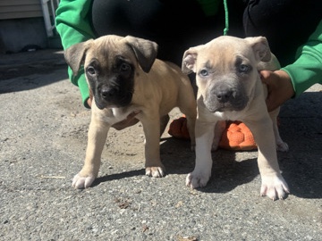 American Pit Bull Terrier – American pitbull Terrier – Boston