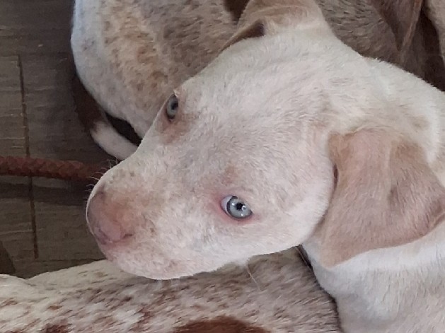 American Pit Bull Terrier – Bailey – Tulsa
