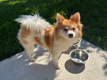 Pomeranian – Rehome adoption – Taylor