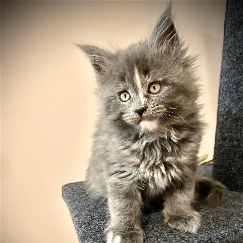 Maine Coon – Meine **** kitten Ava