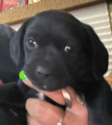 Chiweenie puppies