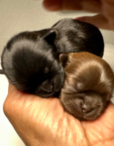 Shih Tzu – Tiny akc shih tzu females