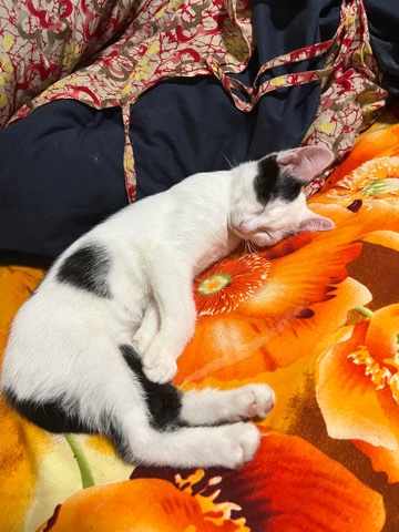 Bengal – plz contact