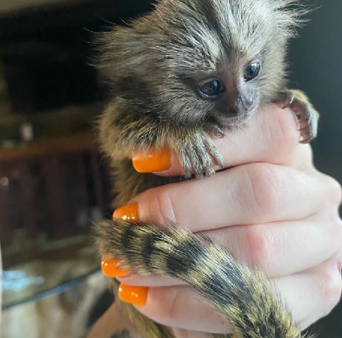 marmoset – Milo