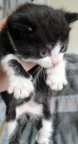 American Shorthair – kitten