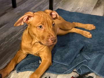 3 month cane corso x terrier mix (girl)
