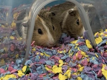Guinea Pig – 2 Male guinea pigs need a good home – San Diego
