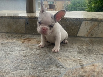 French Bulldog – French bulldog – Thousand Palms