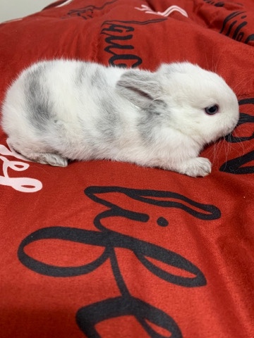 baby bunnies