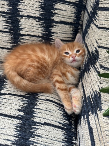 calico brown kitten male