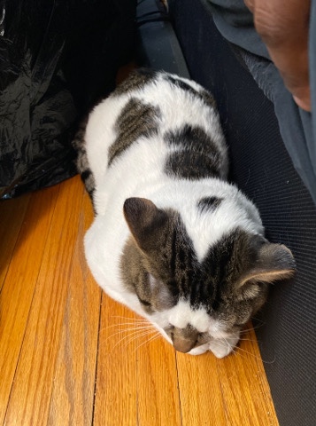 Colorpoint Shorthair – 7 Month old Boy Cat