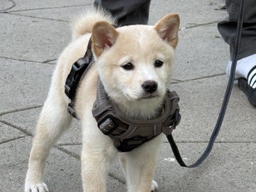 Shiba Inu – Female Shiba Inu 13 Weeks – Saint Louis