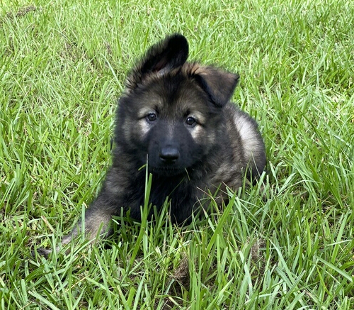 German Shepherd – 2 German shepherd puppies for adoption